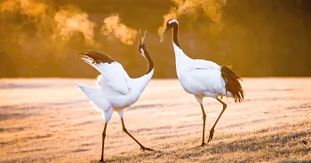 Grues du Japon