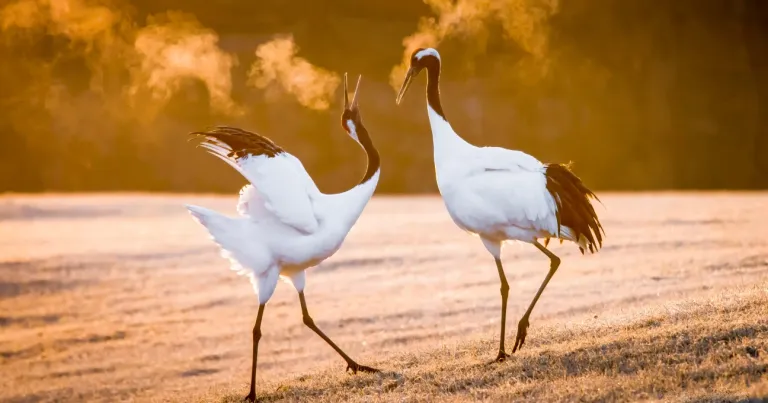 Grues du Japon