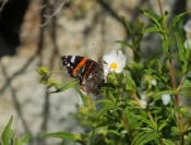 Cyste de Montpellier