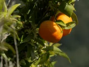 Orangeraie dans le Golfe de Porto