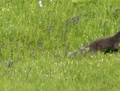 Islande - Trek dans les fjords de l'Ouest