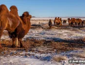 Les chameaux de Bactriane sont d'une robustesse légendaire.