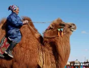 Le « Festival des 1000 Chameaux »  est un évènement important pour la société mongole.