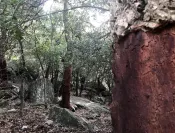 Dans la forêt de chêne-liège des Albères
