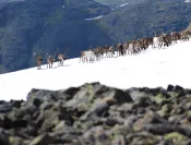 Troupeau de rennes dans le Jotunheimen