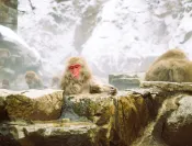 Jigokudani