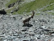 Tour des Glaciers de la Vanoise