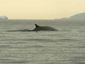 Nous croisons une baleine lors du transfert vers l'autre camp.