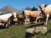 Troupeau à l'estive non loin de la Balmeta, en Capcir