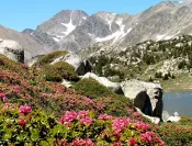 Les lacs du Carlit avec les rhododendrons en fleurs