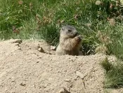Marmotton (Tour des Glaciers de la Vanoise)
