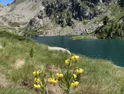 Lys des Pyrénées