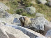 La marmotte !