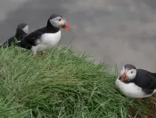 Islande - Trek entre montagnes et fjords de l'est